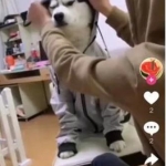 【云豹二开】2021年最新云豹二开完整源码/直播/短视频/带教程/带开发文档